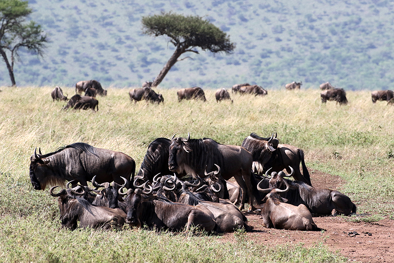 Serengeti