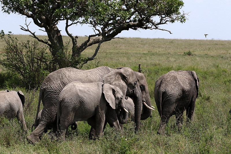 Serengeti