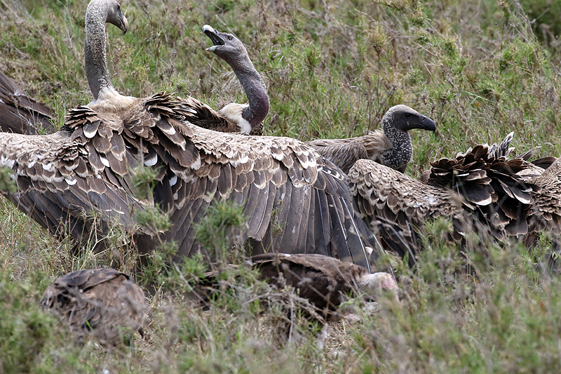 Serengeti