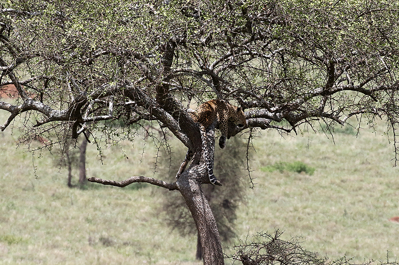 Serengeti
