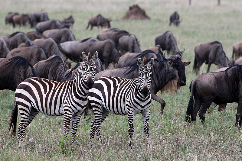 Serengeti