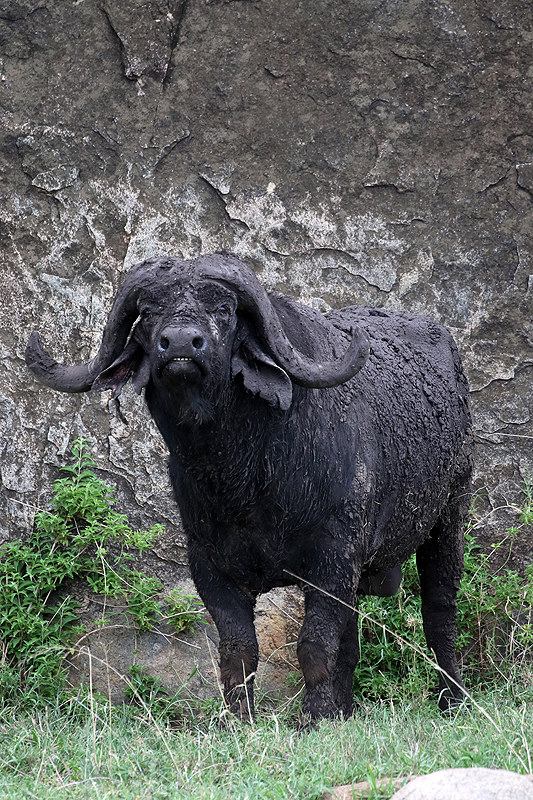 Serengeti