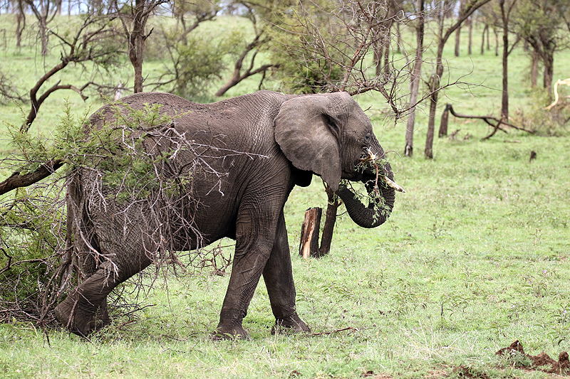 Serengeti