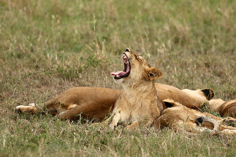 Serengeti