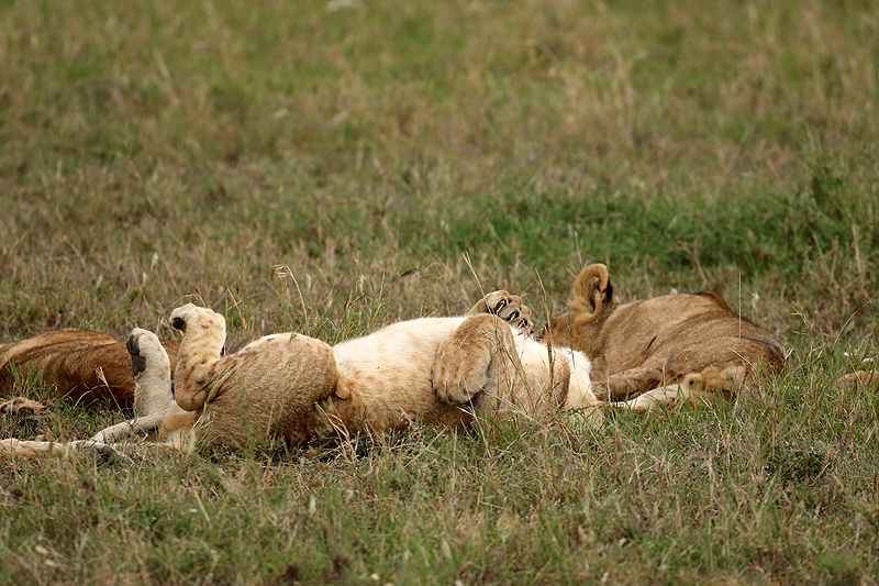 Serengeti