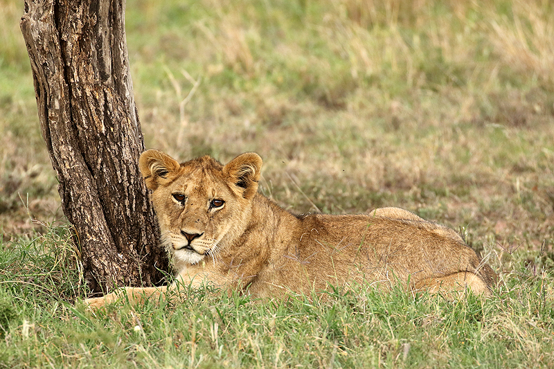 Serengeti