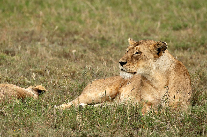 Serengeti