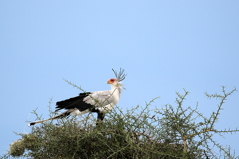 Serengeti