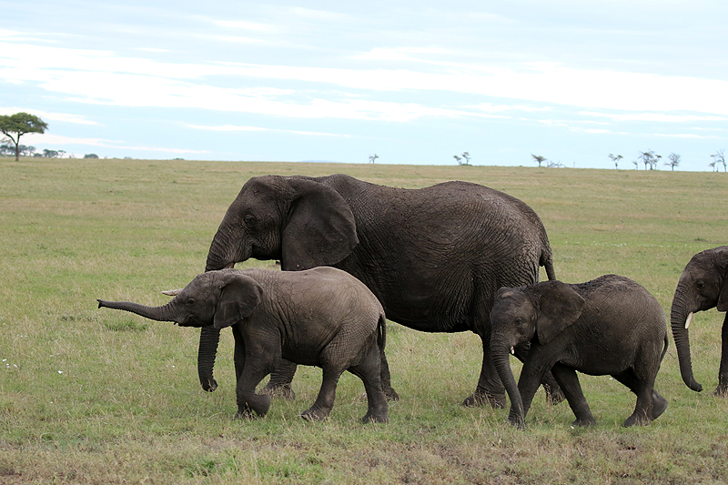 Serengeti