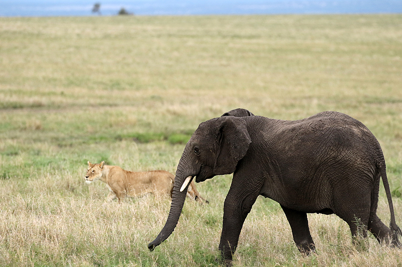 Serengeti