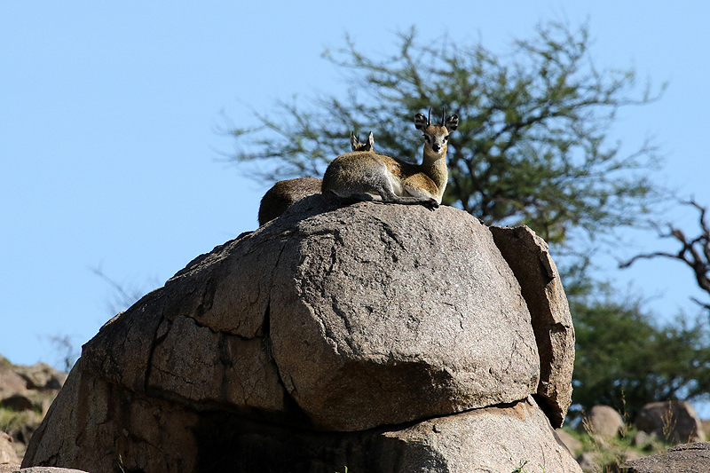 Serengeti