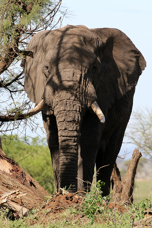 Serengeti