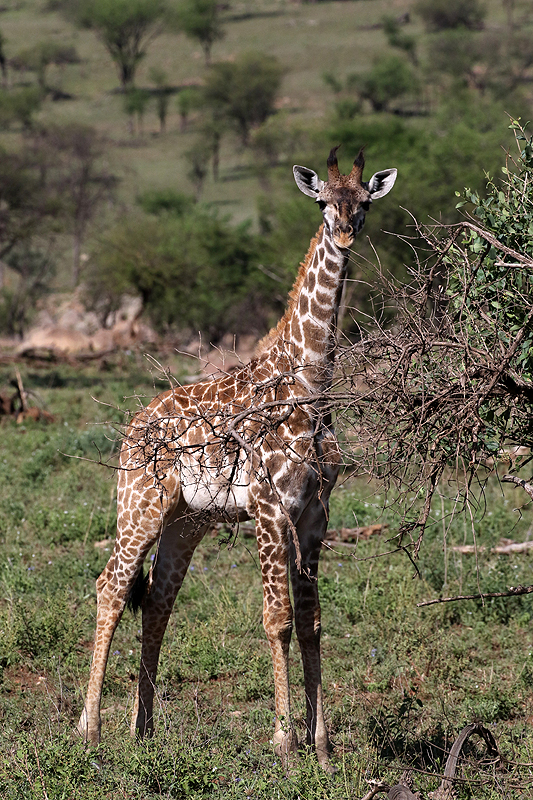 Serengeti