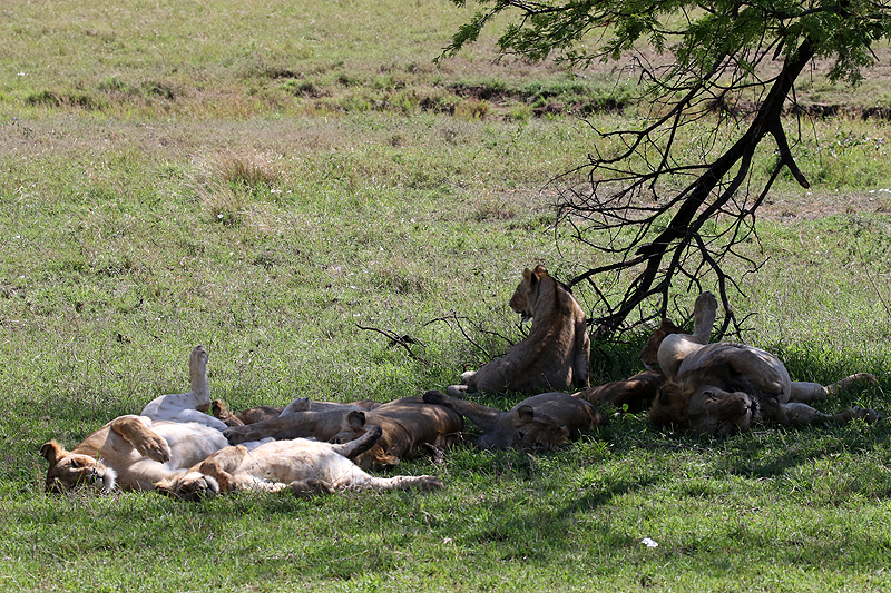 Serengeti