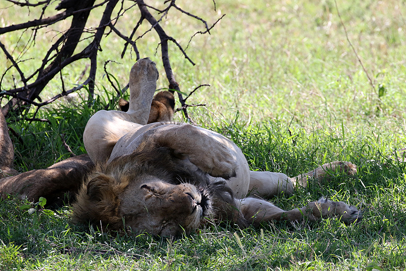 Serengeti
