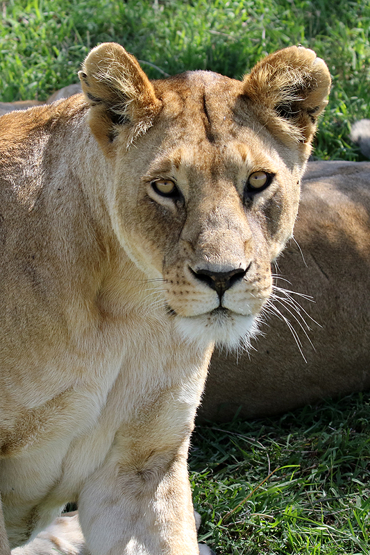 Serengeti