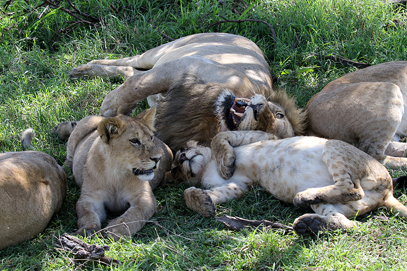 Serengeti