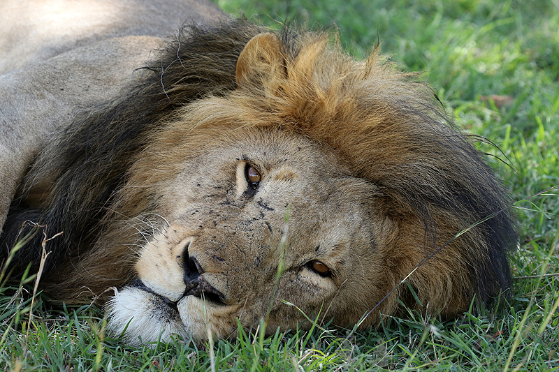 Serengeti