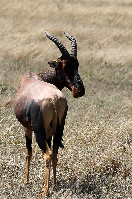 Serengeti