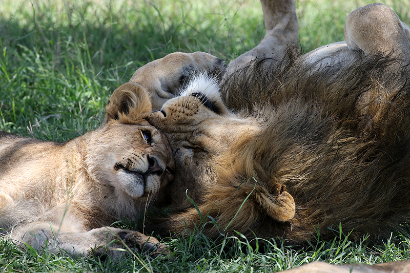 Serengeti
