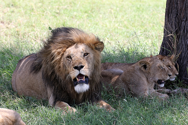 Serengeti