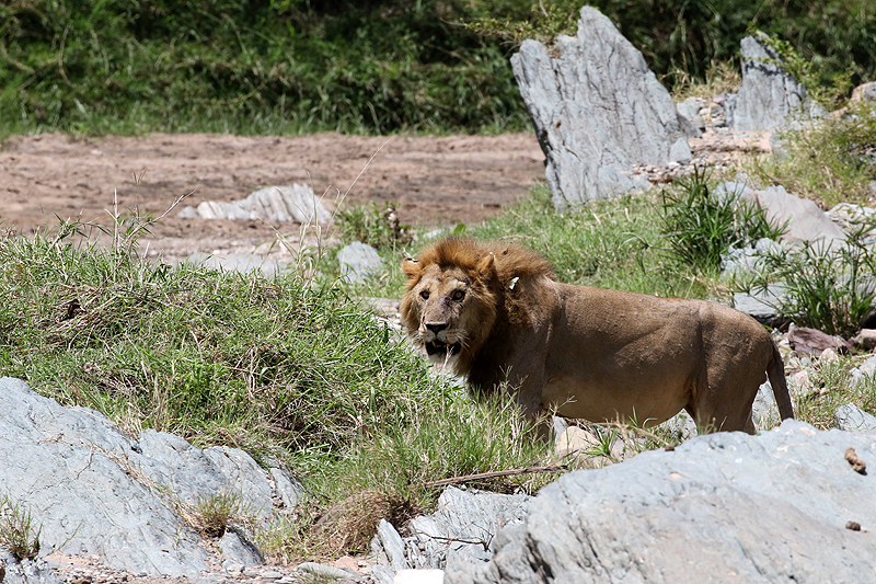 Serengeti