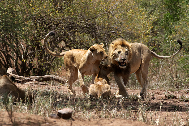 Serengeti