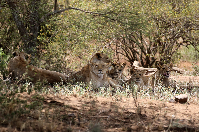 Serengeti