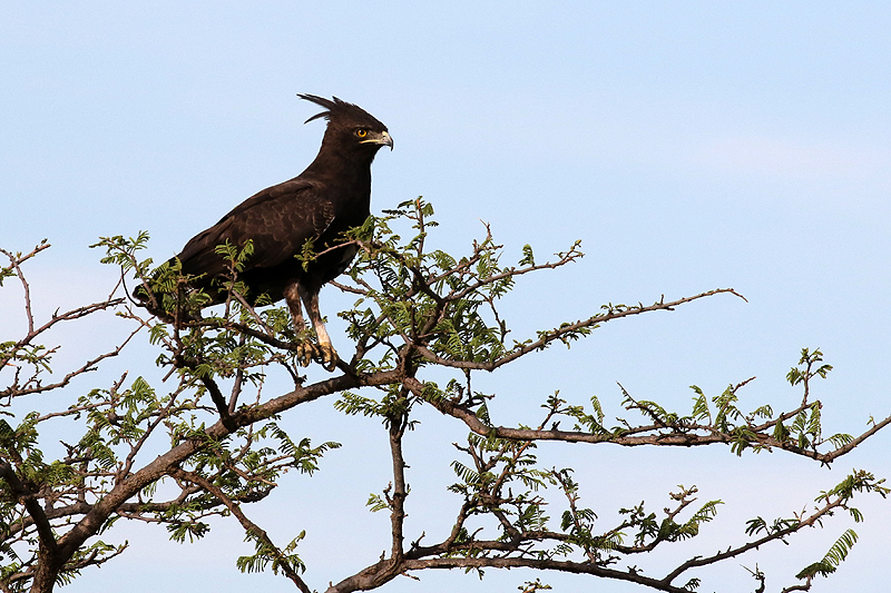 Serengeti