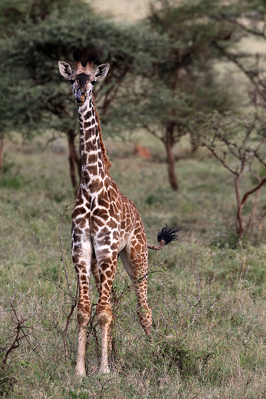 Serengeti