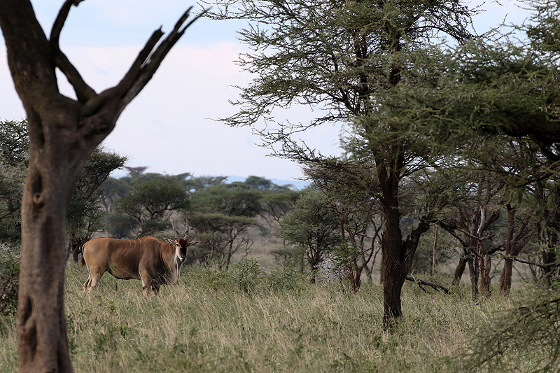 Serengeti