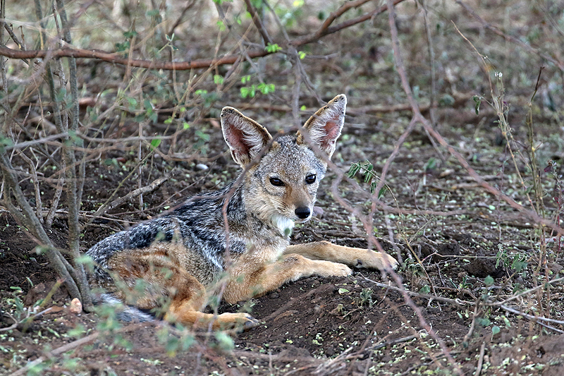 Serengeti
