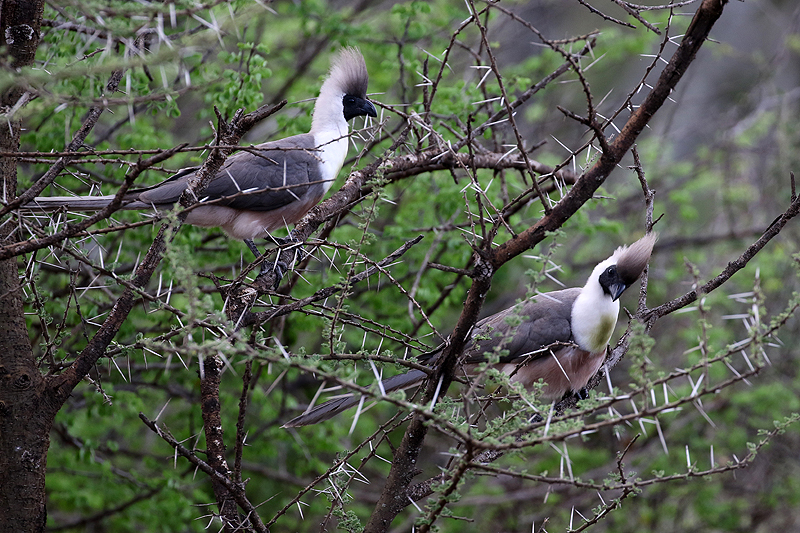 Serengeti