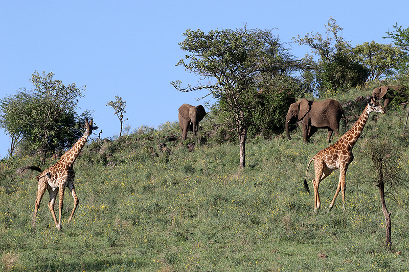 Serengeti