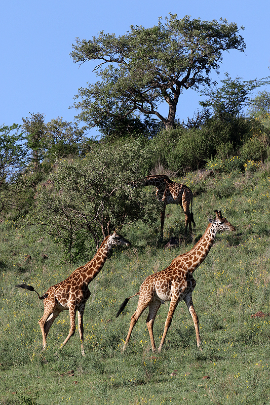 Serengeti