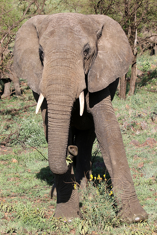 Serengeti