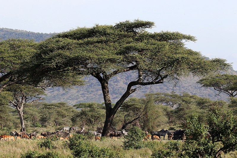 Serengeti