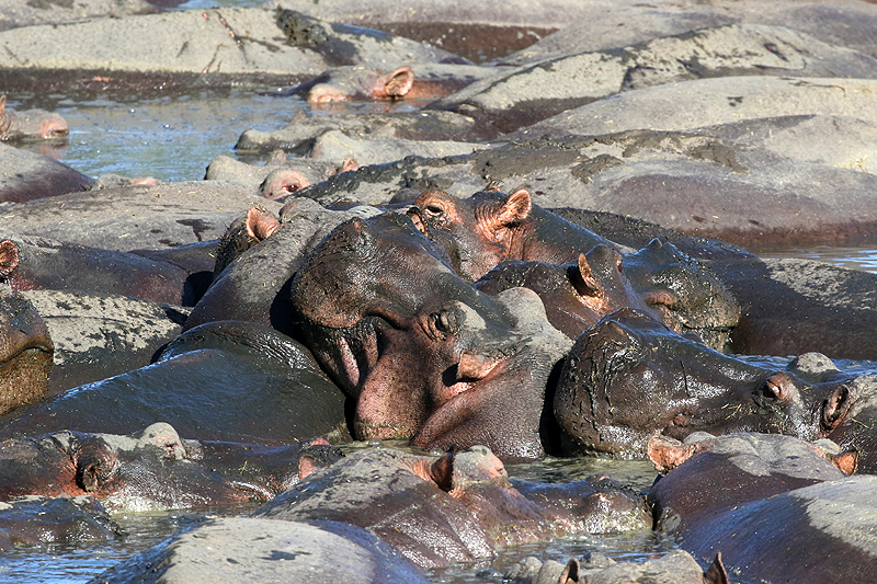 Serengeti