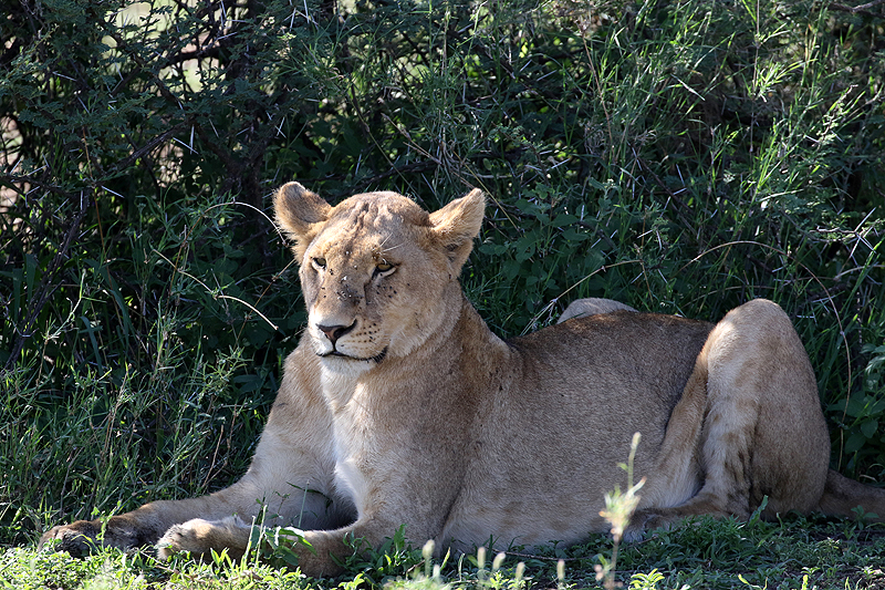 Serengeti