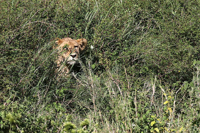 Serengeti