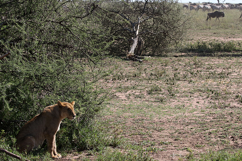 Serengeti