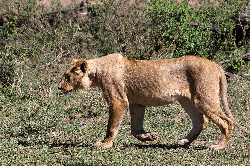 Serengeti