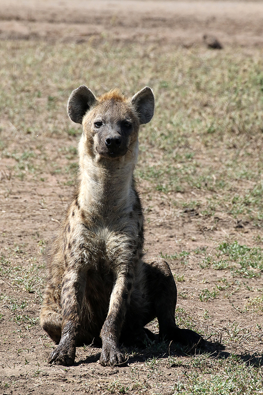 Serengeti