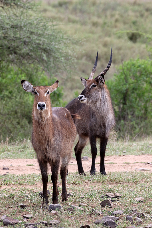 Serengeti