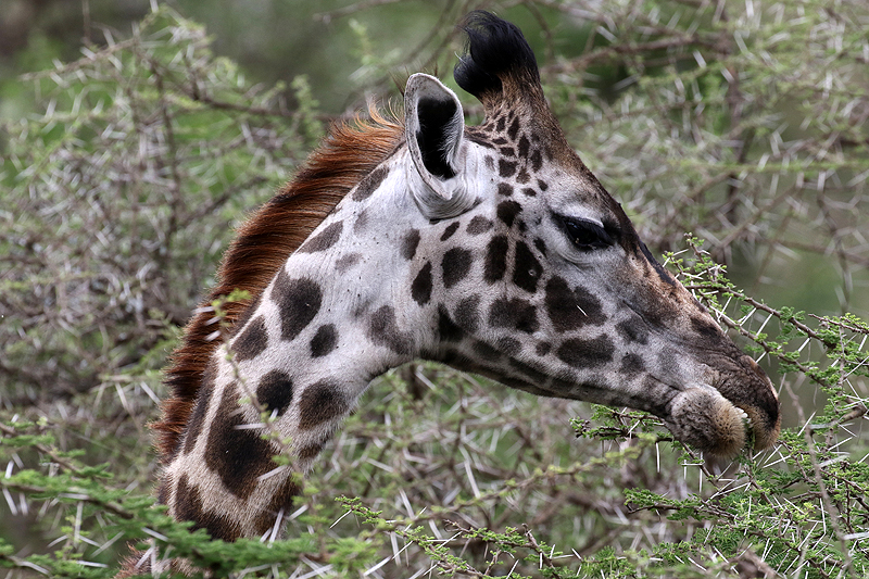Serengeti