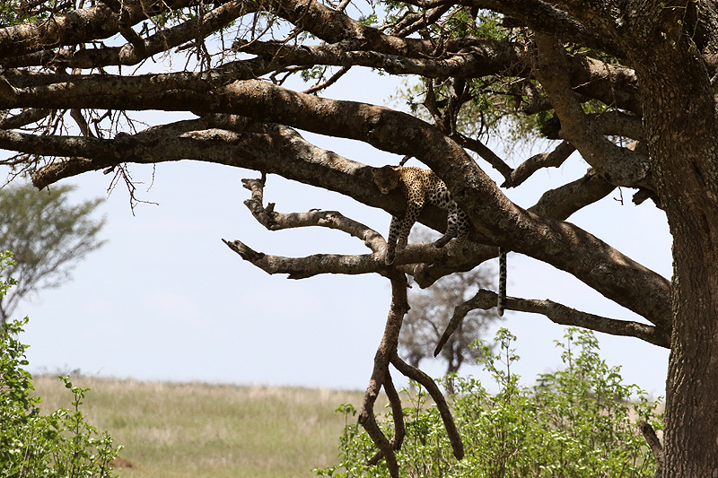 Serengeti