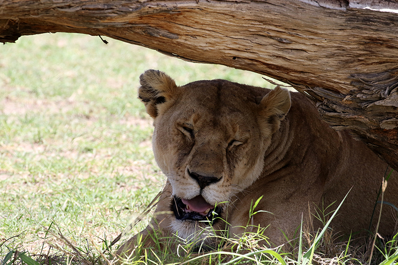 Serengeti