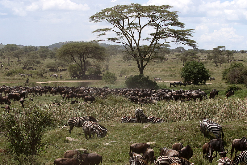 Serengeti