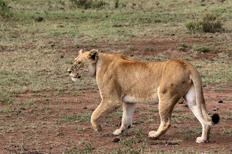 Serengeti