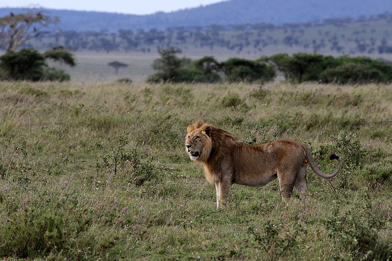 Serengeti